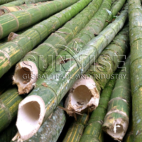 Bamboo